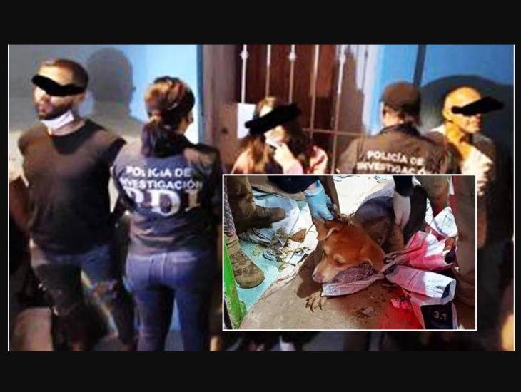 Más de 60 lomitos son rescatados en Coyoacán; vivían en terribles condiciones