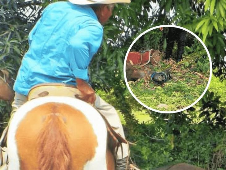 En cabalgata muere caballo por golpe de calor en Carrillo Puerto