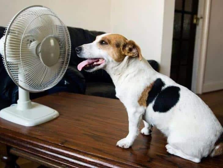 Cómo saber si tu perro tiene calor y qué hacer para refrescarlo