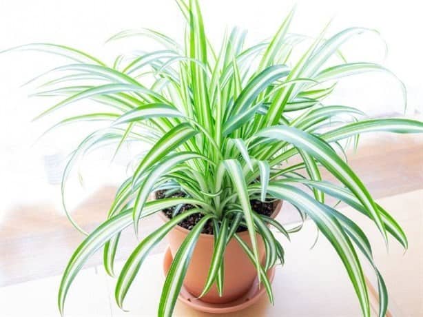 Las mejores plantas para bajar la temperatura de tu casa