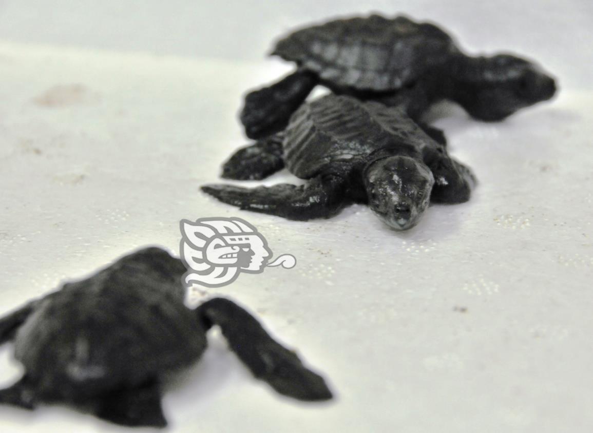 Costas mexicanas, hábitat natural de tortuga marina; conoce su importancia en el ecosistema