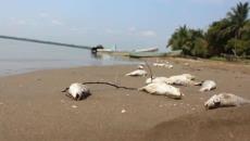 Aumenta la mortandad de peces y tortugas en costas del sur de Veracruz
