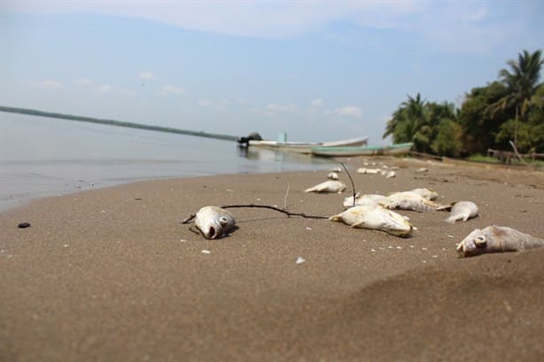 Más de 500 pescadores en Tonalá se encuentran en situación crítica por disminución de vida marina