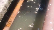 Altas temperaturas provocan la muerte de peces en Nanchital (+Video)