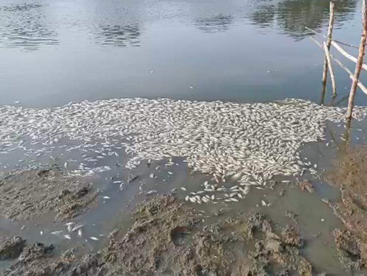 También en Carranza: Sobrecalentamiento causa muerte de peces