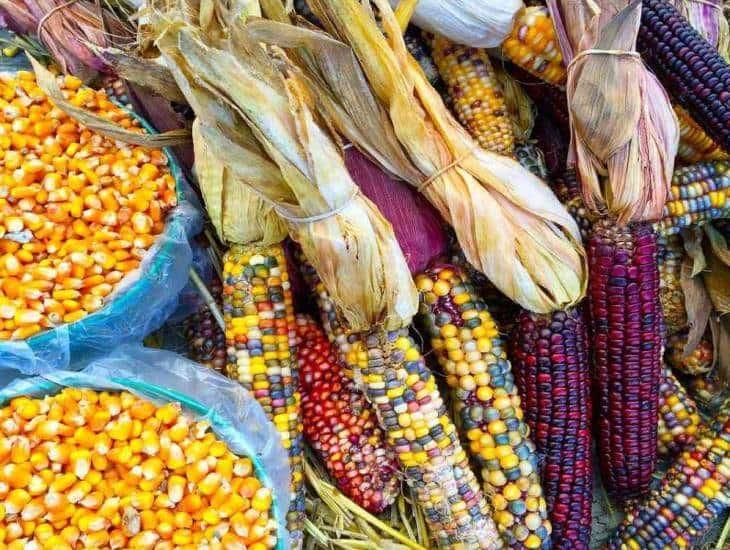 Ya no se permitirá el consumo del maíz transgénico: AMLO