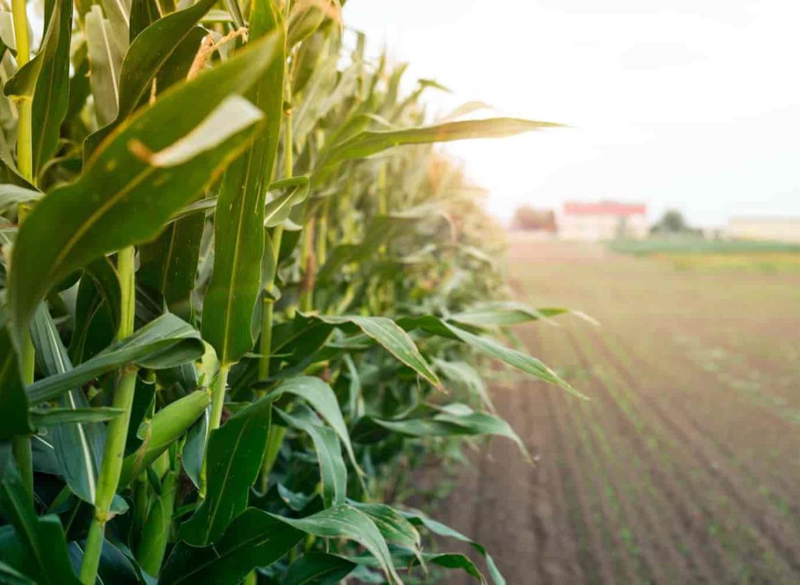 Es oficial: Imponen impuesto del 50% a importaciones de maíz blanco