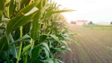 Es oficial: Imponen impuesto del 50% a importaciones de maíz blanco