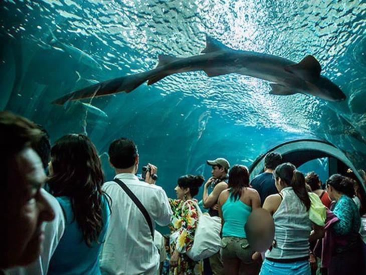 Aumentan visitantes en Aquarium de Veracruz; han generado ingresos por casi 60 mdp