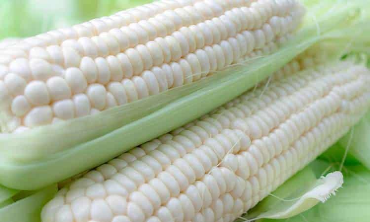 México repone arancel de 50% a importación de maíz blanco