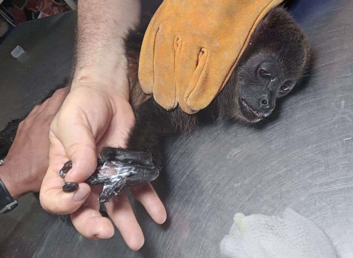 Sensaciones de más 50 grados mataron a cinco monos aulladores en el sur de Veracruz