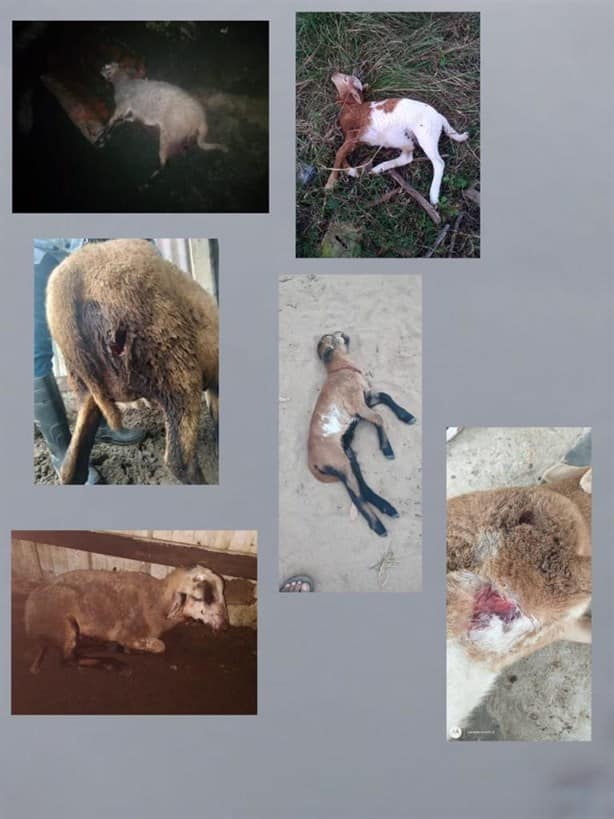 El terror del ganado: Perros matan a otros 2 borregos en Villa Allende