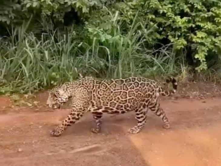 Falso que jaguar se haya aparecido en San Juan Evangelista