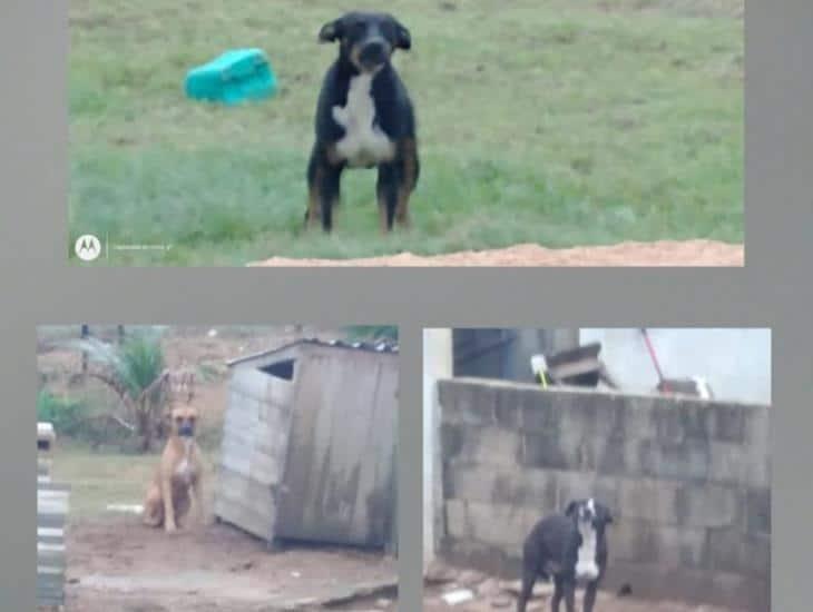 El terror del ganado: Perros matan a otros 2 borregos en Villa Allende