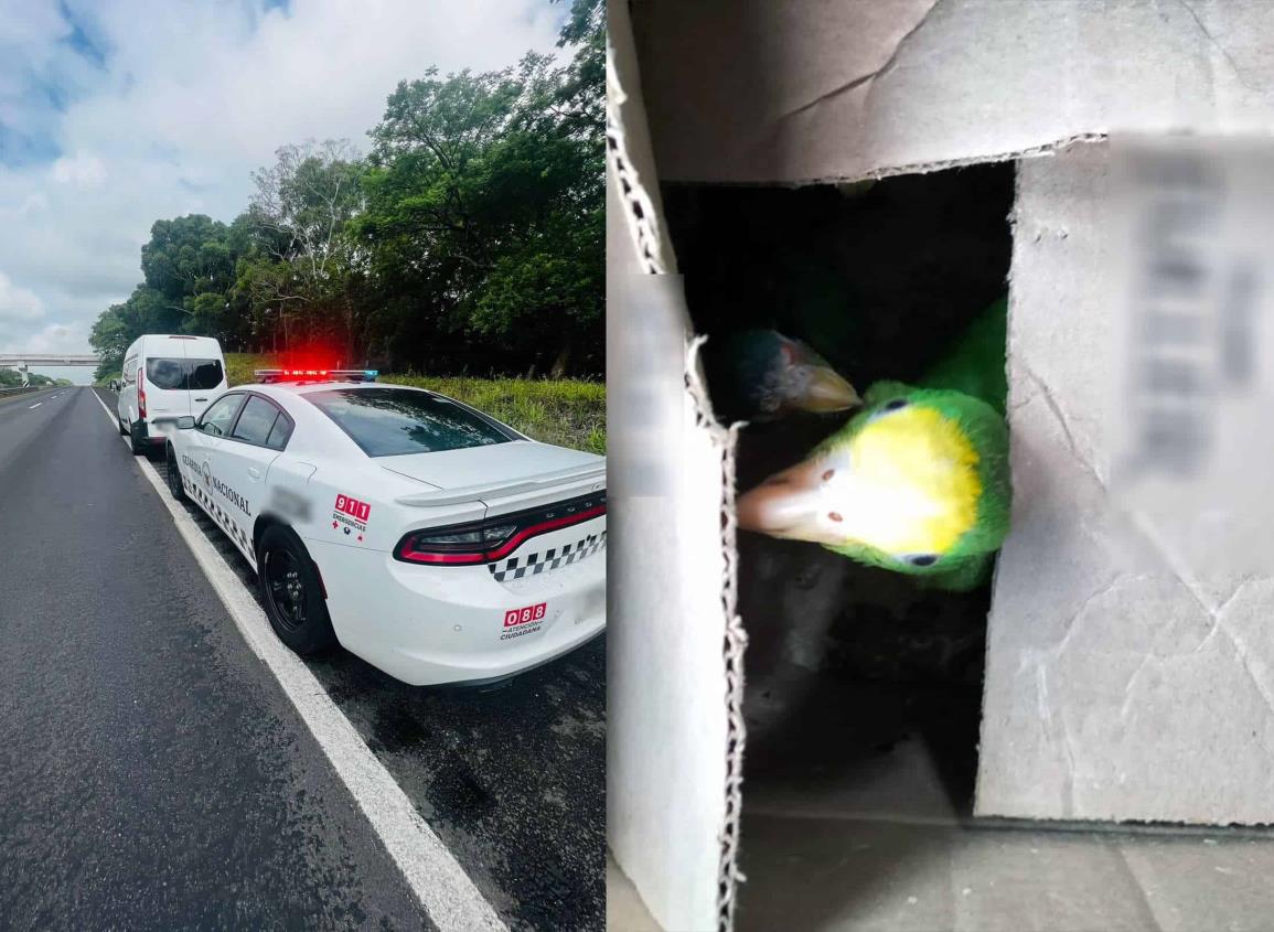 Guardia Nacional detuvo a dos presuntos traficantes de loros en Cosoleacaque 