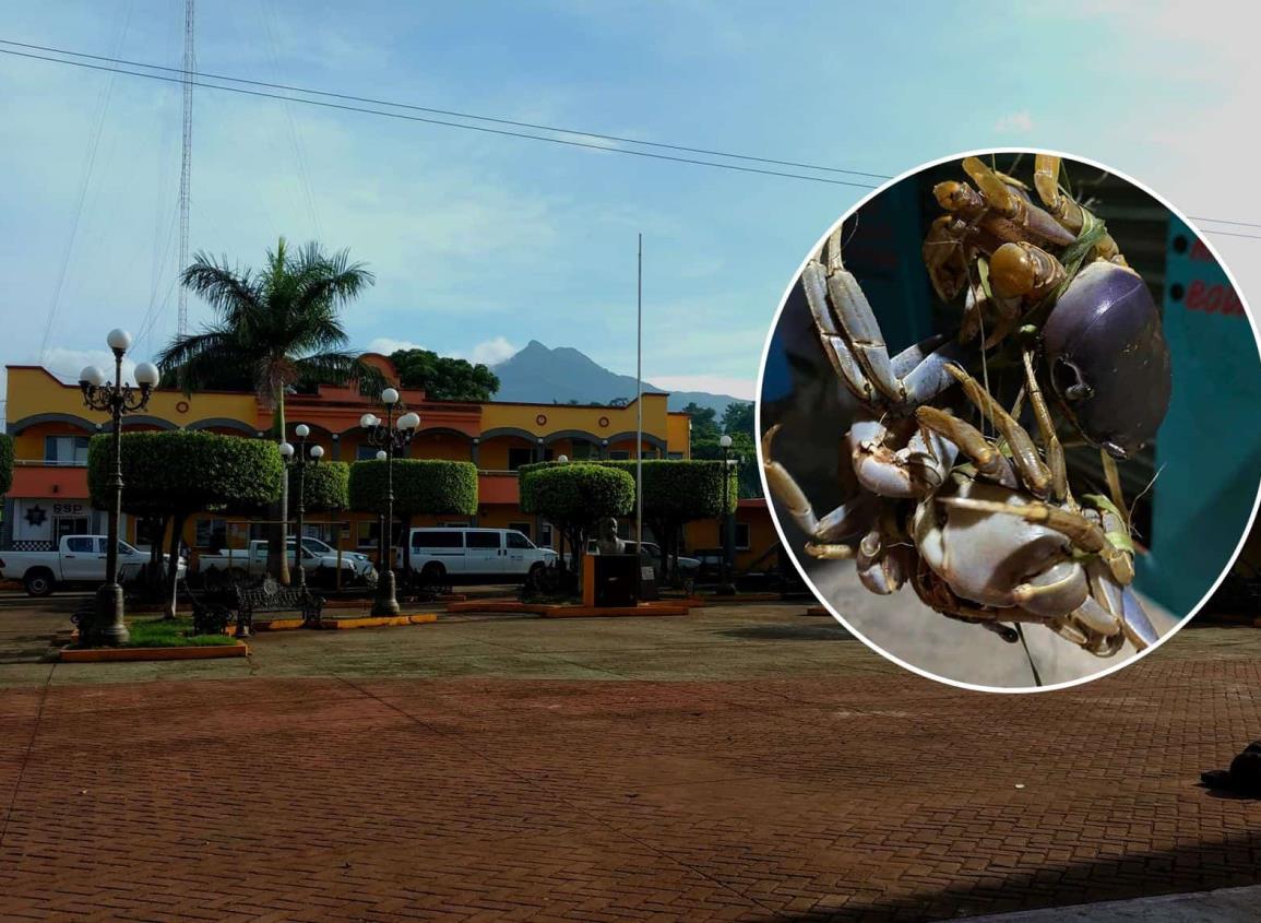 Depredación de cangrejo azul en zona serrana del sur de Veracruz; ¡hasta en 40 pesos un ejemplar!