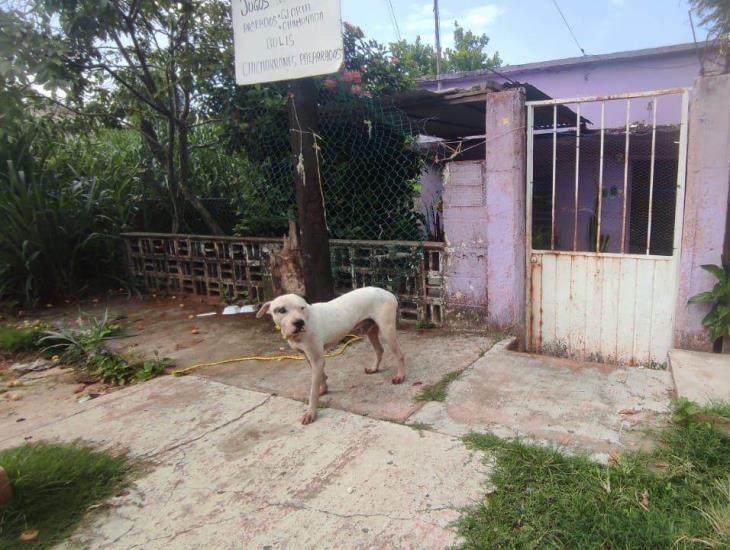 Peligro por agresivo perro en colonia de Acayucan ¡Ya mató a otro lomito!