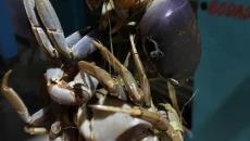 Por Facebook, compra y venta del cangrejo azul, especie en peligro de extinción