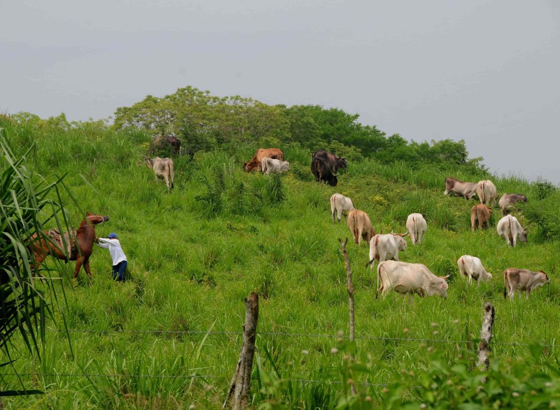 Cambio climático trae consecuencias graves a ganaderos de Coatzacoalcos