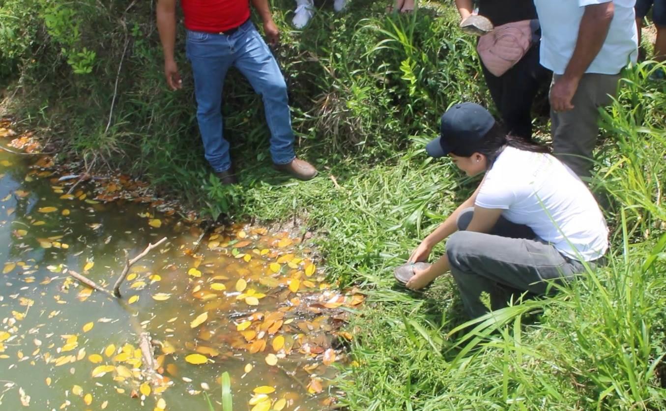 Liberan más de 30 tortugas en ejido de Coatzacoalcos