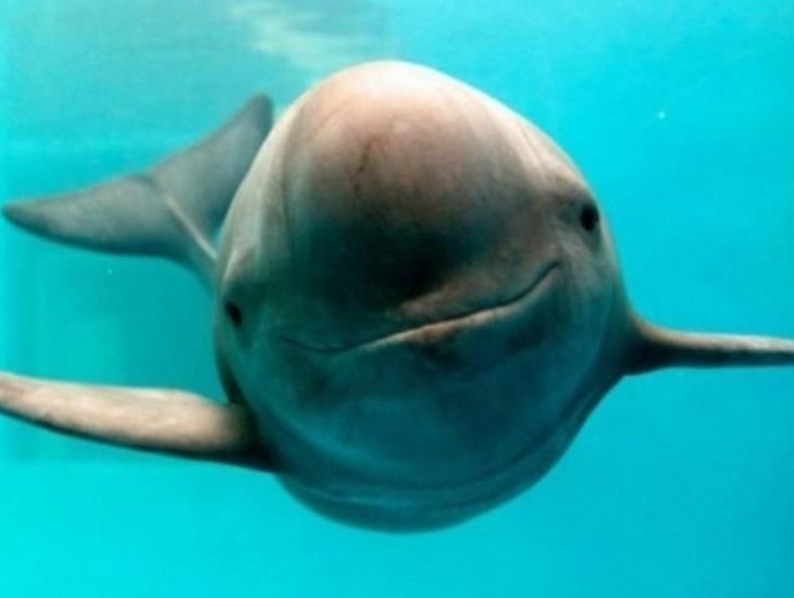 México es perdonado por EE. UU; da un año para proteger a la vaquita marina