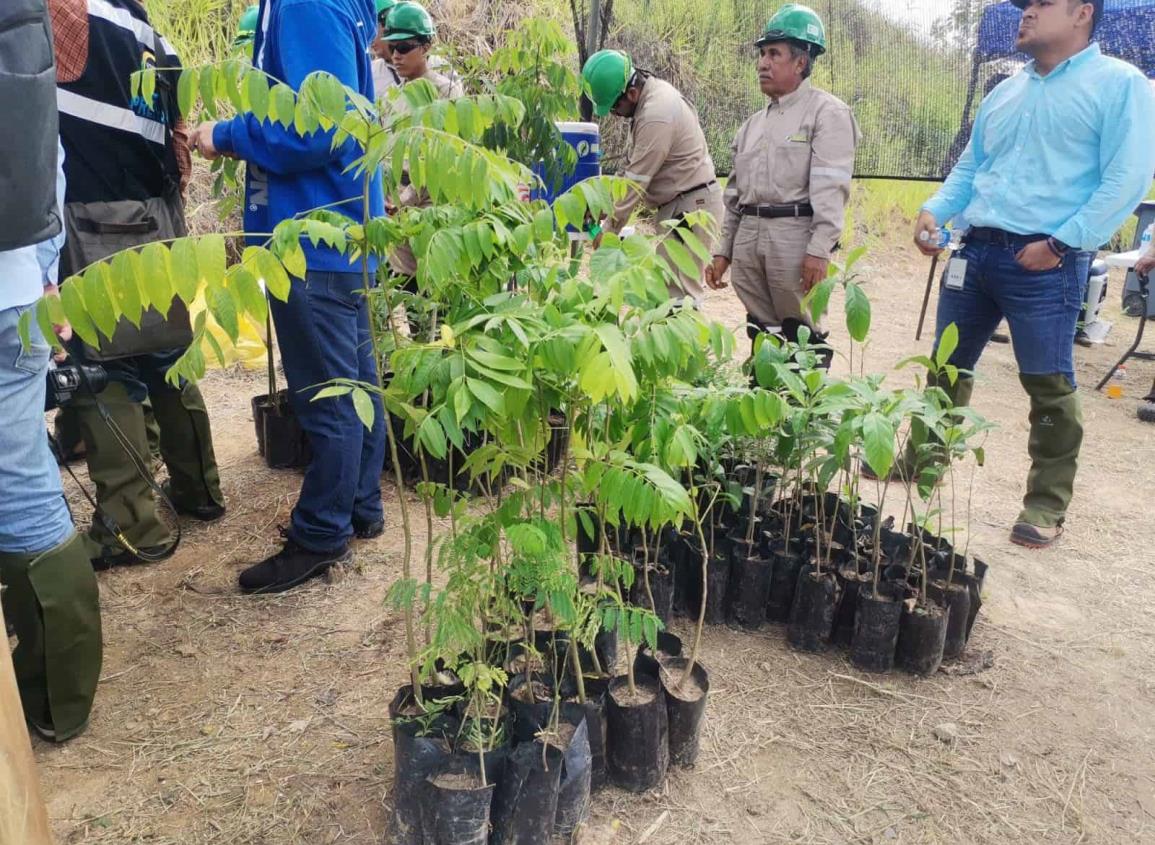 Reforestan UMA protegida más de 810 especies se plantaron en más de 2 hectáreas