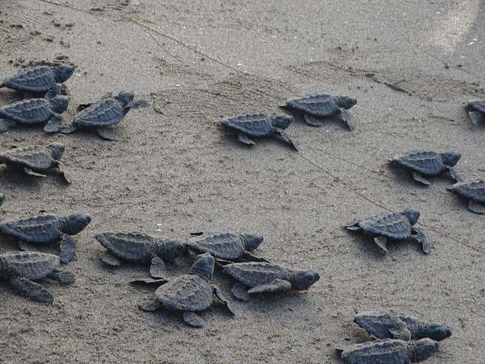 Liberan crías de tortuga en playas de Coatzacoalcos