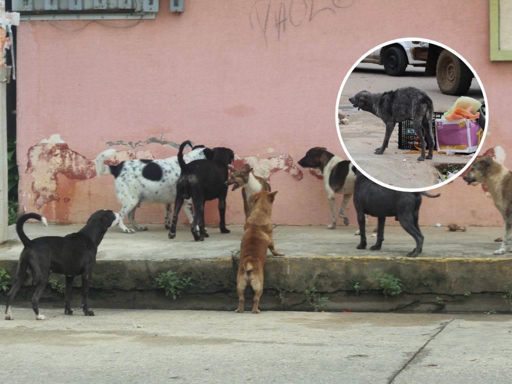 Perros en condición de calle en Agua Dulce aumenta a una cifra preocupante