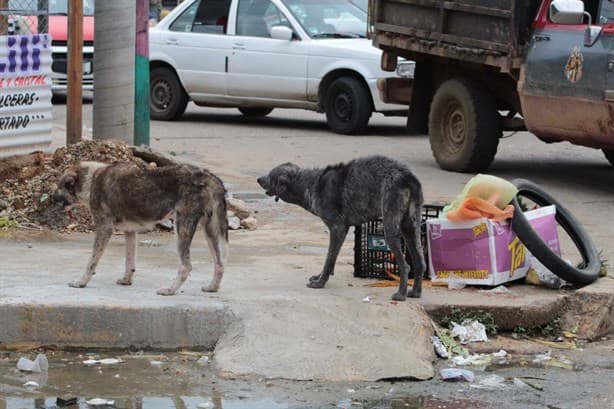 Perros en condición de calle en Agua Dulce aumenta a una cifra preocupante