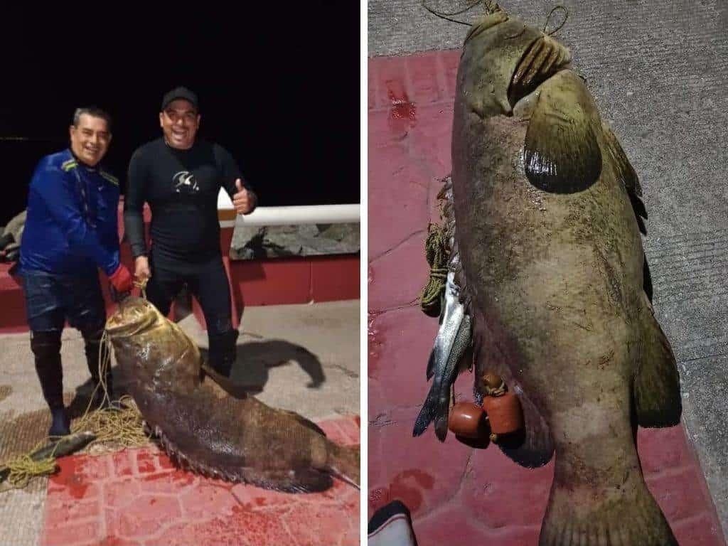 Pescan enorme cherna en las escolleras de Coatzacoalcos; entérate cuánto pesó