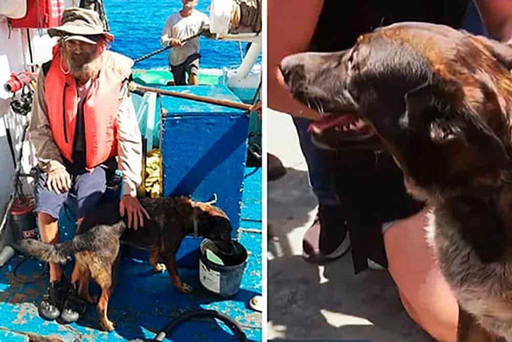 Bella, la perrita mexicana que acompañó al naufrago australiano ya tiene nueva familia