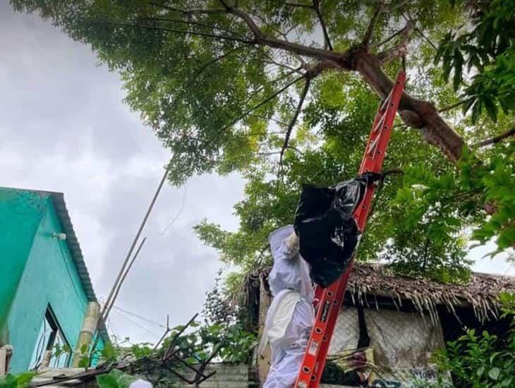 Abejas ponen en riesgo a ciudadanos en Ixhuatlán del Sureste