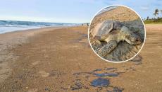 Tortuga muerta en playas de Agua dulce; ¿estrago de derrame de crudo en el Golfo?