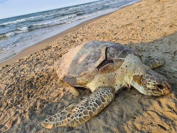 Tortuga muerta en playas de Agua dulce; ¿estrago de derrame de crudo en el Golfo?