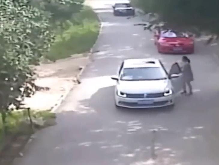 Mujer se baja de su auto en safari y tigre la ataca; rescatista muere al auxiliarla | VIDEO