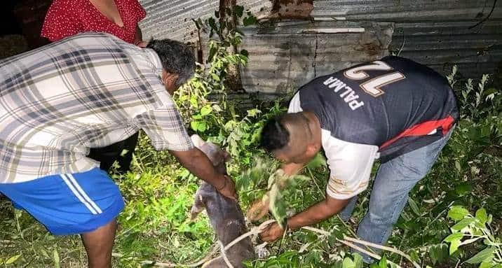 Unen fuerzas para rescatar a lomito que cayó en pozo artesiano en Minatitlán