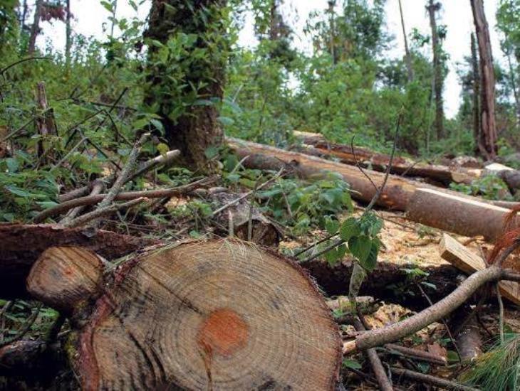 Caza furtiva y tala ilegal en el sur de Veracruz desaparecen bosques a una velocidad impresionante