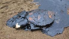 Manchas de hidrocarburo y tortuga muerta recalan en la playa de Coatzacoalcos | VIDEO