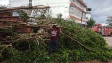 Daños por caídas de árboles e inundaciones durante lluvias en la región de Acayucan