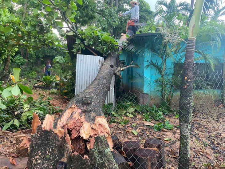 Daños por caídas de árboles e inundaciones durante lluvias en la región de Acayucan