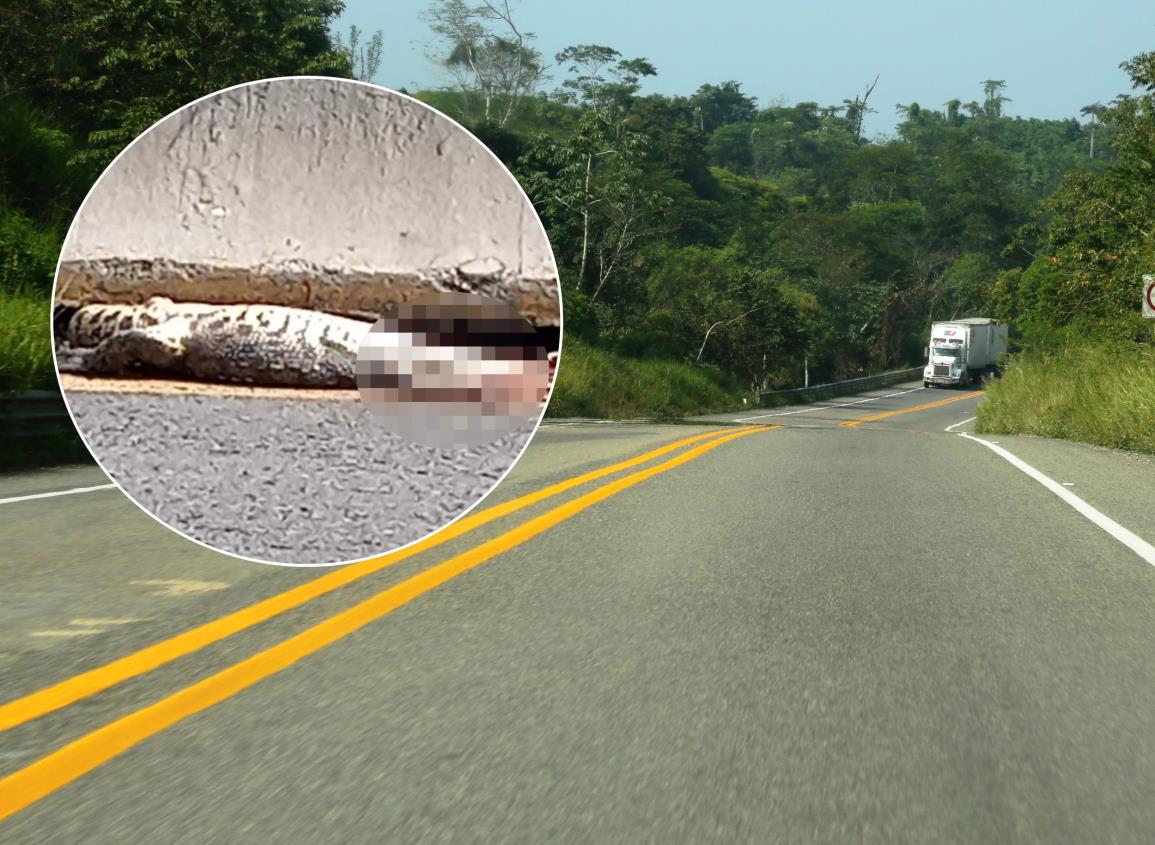 Arrollan y dejan sin vida a lagarto en autopista Cosoleacaque-Nuevo Teapa