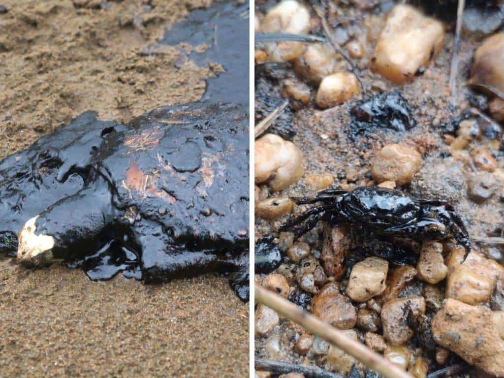 Animales muertos por presencia de chapopote en playa de Coatzacoalcos, ¿cómo puedo ayudar?