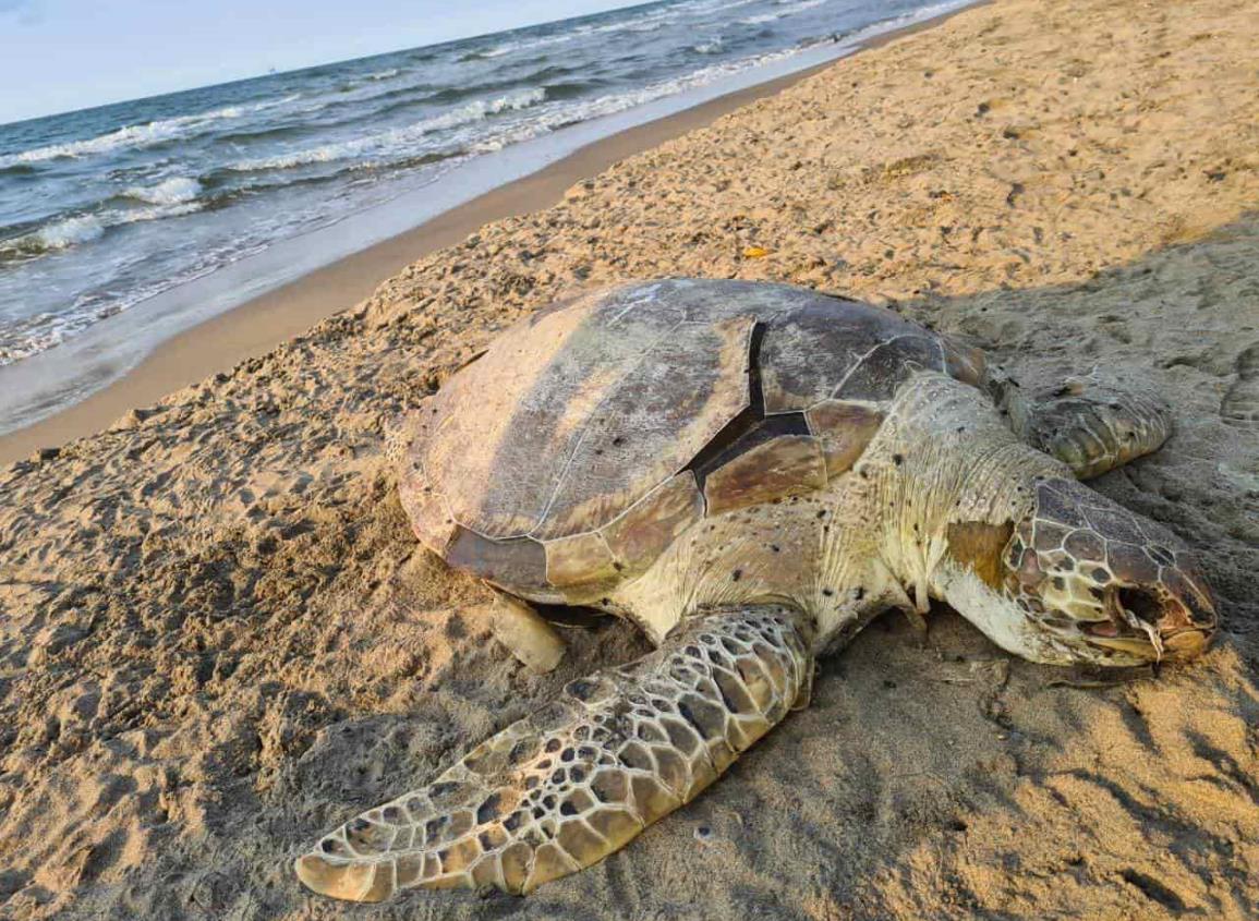 En las últimas dos semanas han hallado 20 tortugas muertas en playas de Coatzacoalcos