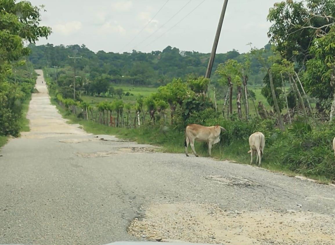 Semovientes siguen obstruyendo carreteras de Moloacán