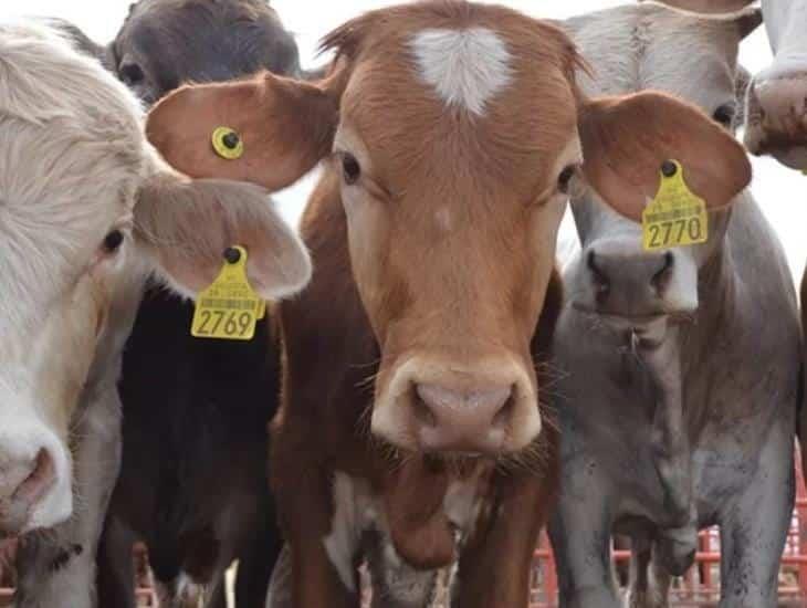 Ganaderos de Veracruz exigen acceso libre a aretes de ganado