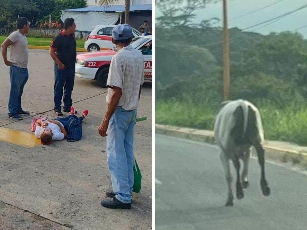 Mujer es arrollada por una vaca en Nanchital