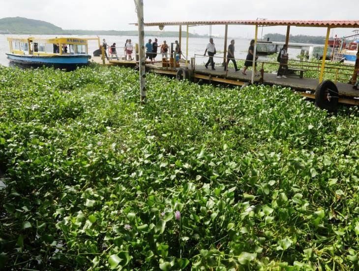 Lirio acuático de río Coatzacoalcos ocasiona problemas en transbordadores