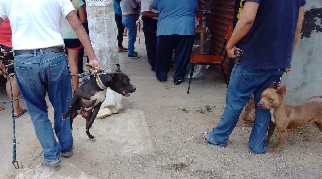 Dueños obligan a sus canes a atacar vecinos en Coatzacoalcos