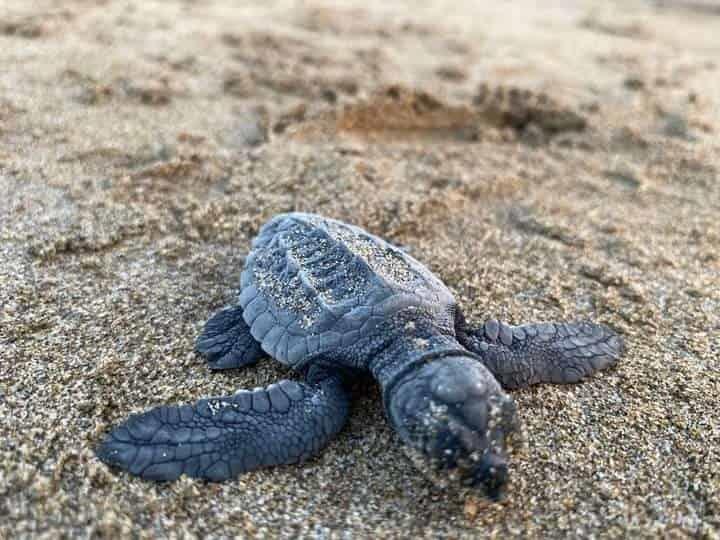 Liberan más de 40 tortugas lora en Agua Dulce
