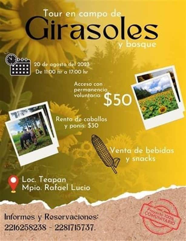 Hermoso campo de girasoles en Veracruz, te decimos cómo llegar